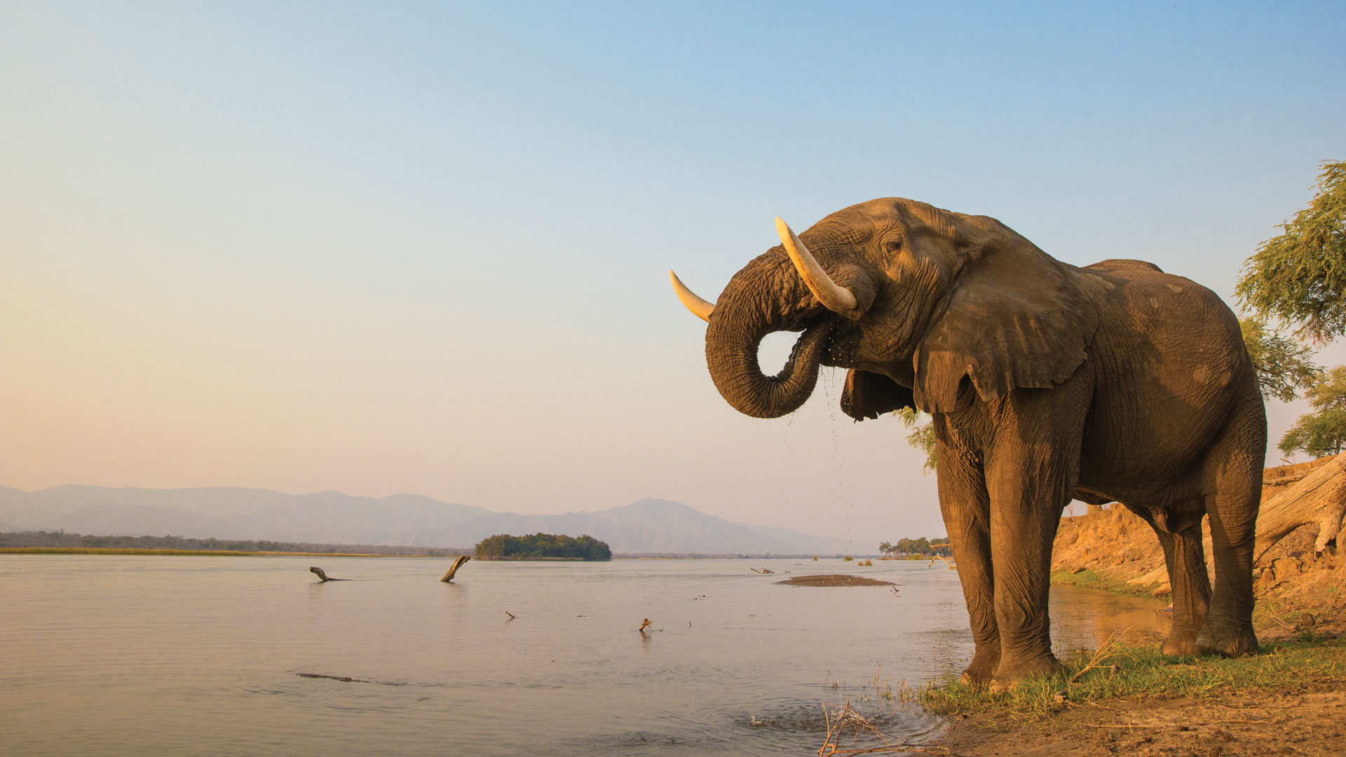 Elephant-drinking-water-in-Mana-Pools-National-Park-Zimbabwe